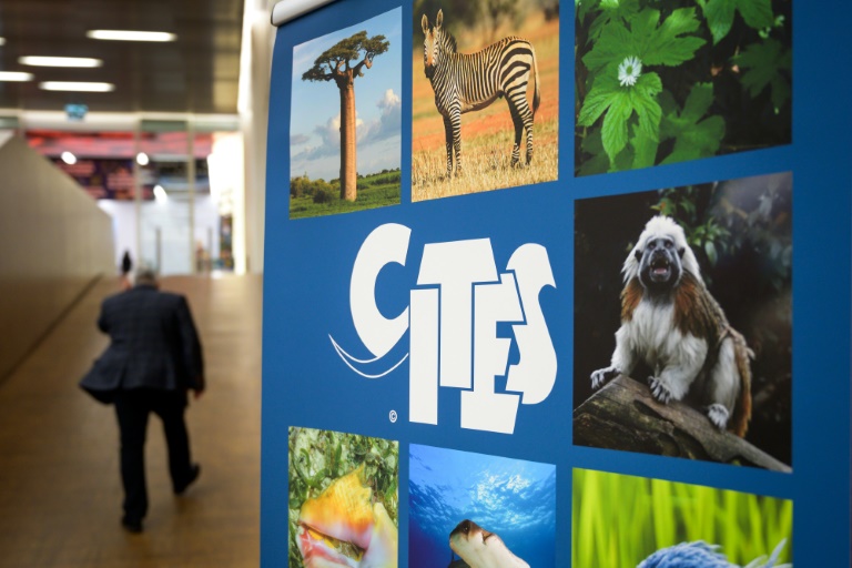 Espèces en danger: repenser les règles du commerce pour contrer une extinction "sans précédent"