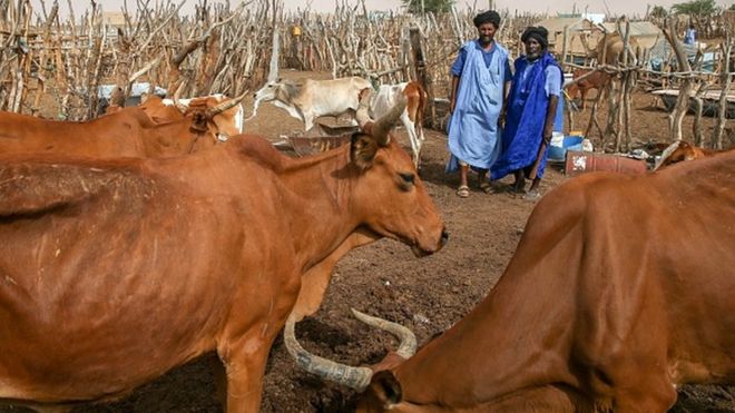 Inquiétude des éleveurs en Mauritanie