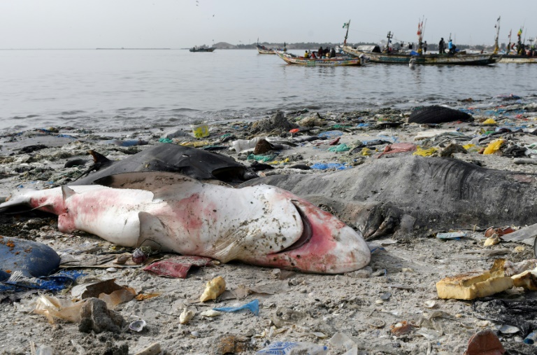 La protection des espèces marines monte en puissance