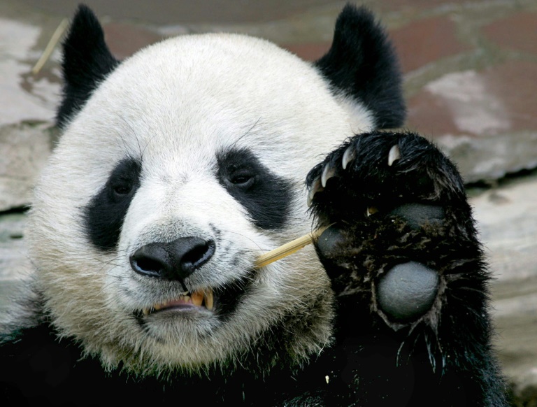 Chuang Chuang est mort : les Thaïlandais pleurent leur cher et chaste panda