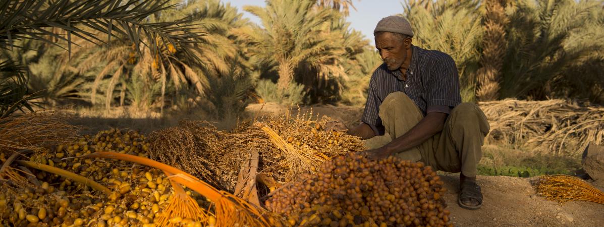 Mauritanie : une mesure qui fera “datte”