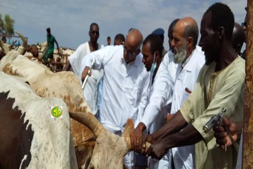 Démarrage de la campagne nationale de vaccination du cheptel au niveau de la wilaya du Hodh El Gharbi
