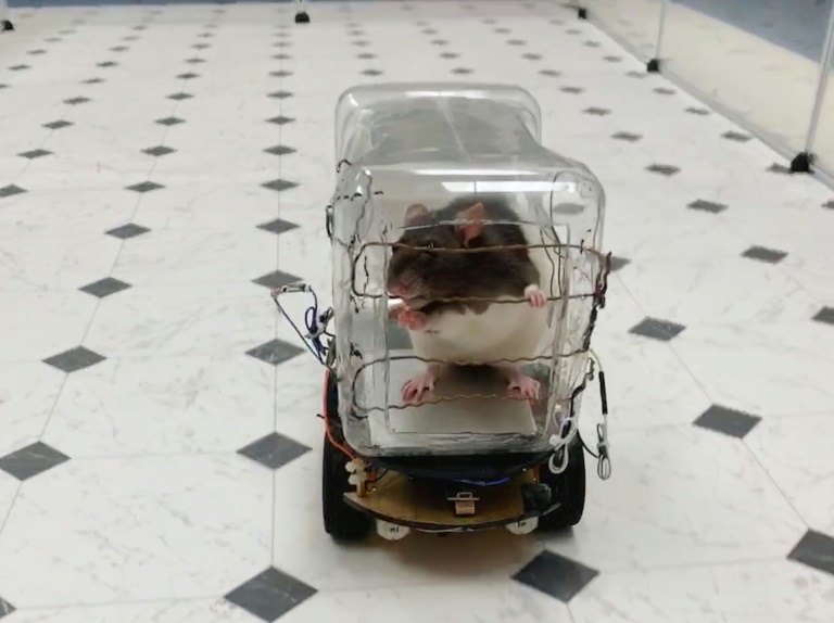 Des chercheurs ont appris à des rats à conduire des mini-voitures