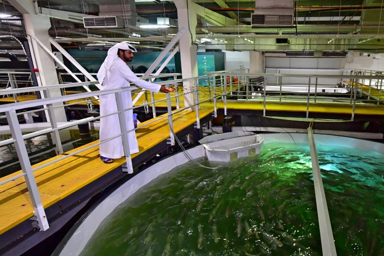 Au beau milieu du désert, des saumons "made in Dubaï"