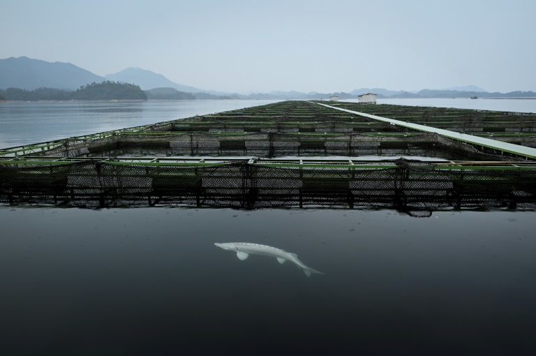 Au pays de l'or noir : la Chine, nouvel eldorado du caviar