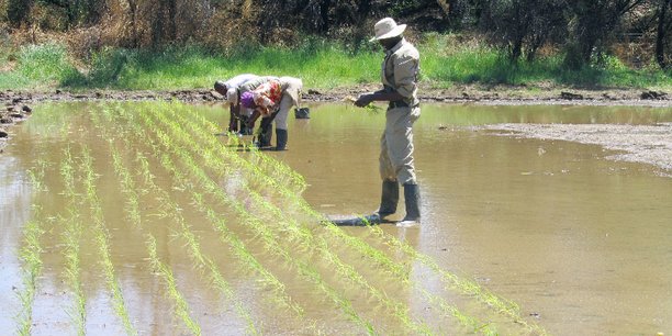 Des agriculteurs mauritaniens menacent d’abandonner la riziculture Des agriculteurs mauritaniens menacent d’abandonner la riziculture