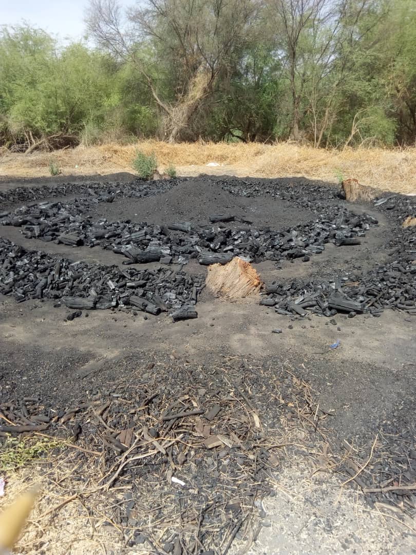 Environnement : La Mauritanie victime de l’exploitation abusive de ses forêts