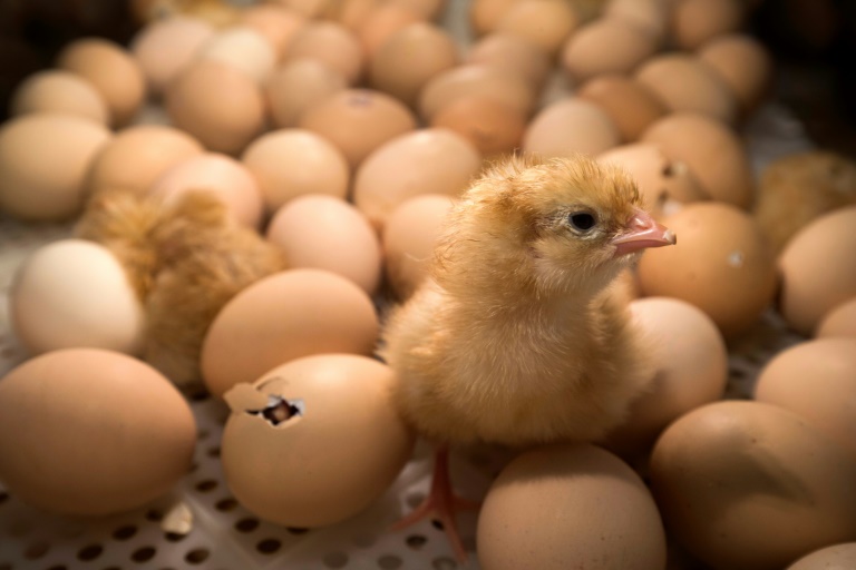 La France interdira le broyage des poussins et la castration à vif des porcelets fin 2021