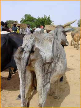 Covid-19, les éleveurs du Guidimagha soutenus par plusieurs ONGS lancent un SOS de désespoir