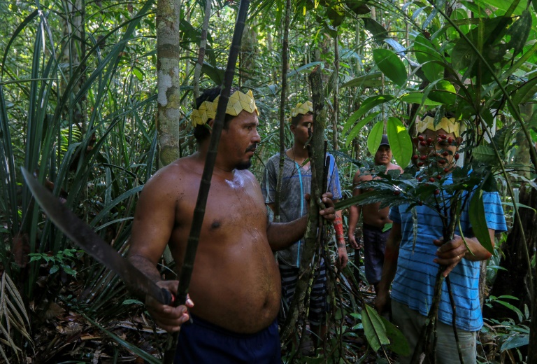 Brésil: chez des indigènes d'Amazonie, des plantes contre le coronavirus Brésil: chez des indigènes d'Amazonie, des plantes contre le coronavirus