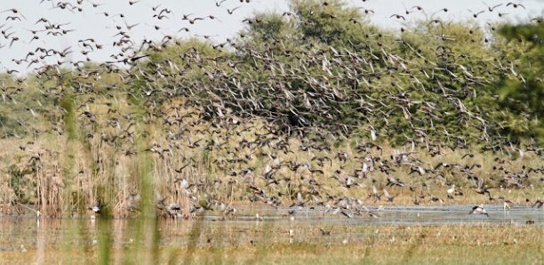 Invasion des oiseaux granivores dans la vallée du fleuve Sénégal : des opérations de lutte annoncées