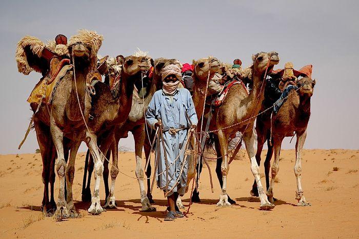 Le problème des chameaux, potentiel cause des conflits inter-ethniques en Mauritanie Le problème des chameaux, potentiel cause des conflits inter-ethniques en Mauritanie