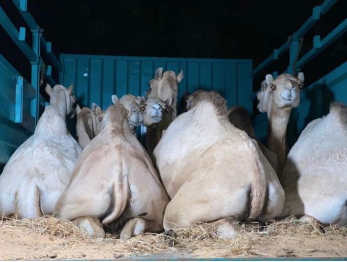 Cheikh Bass Abdou Khadre réceptionne les chameaux convoyés par la Mauritanie. Cheikh Bass Abdou Khadre réceptionne les chameaux convoyés par la Mauritanie.