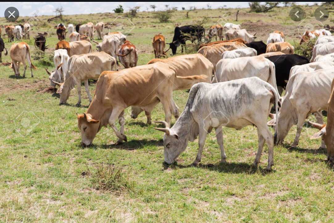 Néma: Ouverture d'un nouveau marché hebdomadaire pastoral