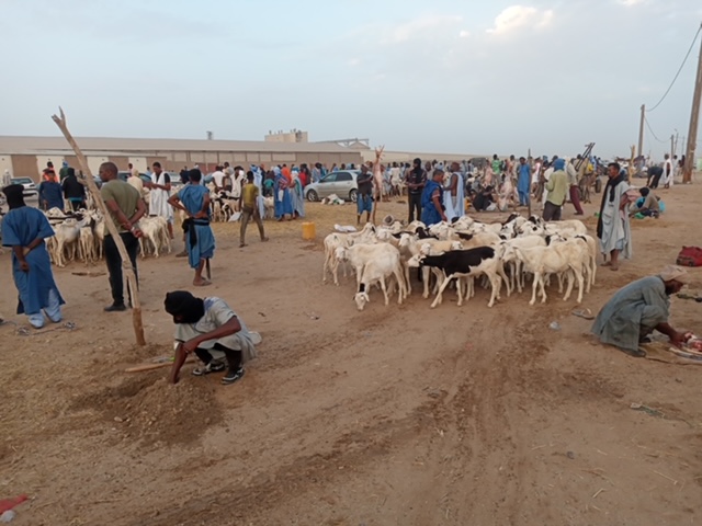 Jour de fête: Ambiance au marché de bétail
