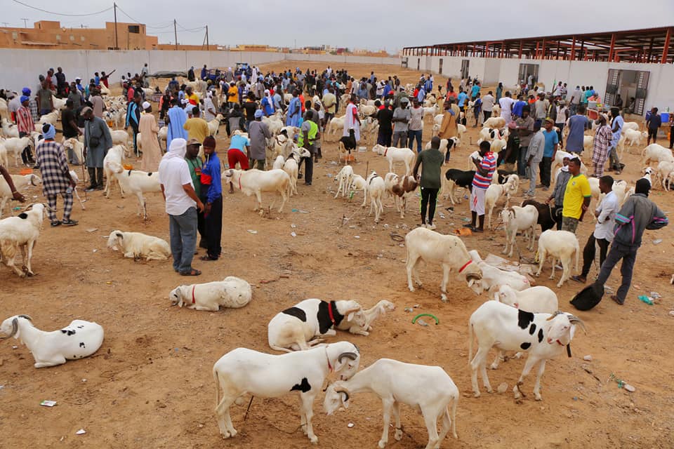 Tabaski : Un marché spécialement aménagé pour les vendeurs de moutons Tabaski : Un marché spécialement aménagé pour les vendeurs de moutons