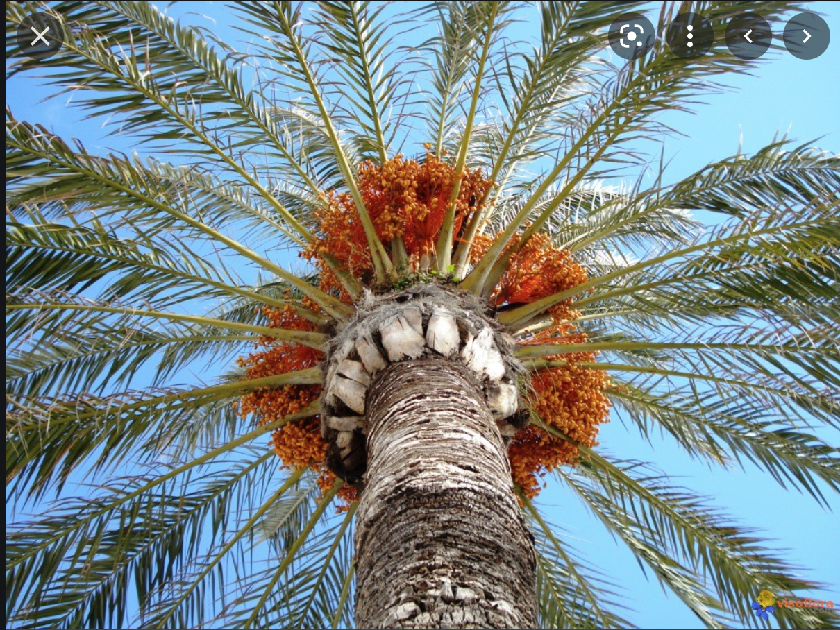 Lancement d’un programme d’aménagement de 250 ha pour la culture du palmier dattier et le maraîchage en Assaba