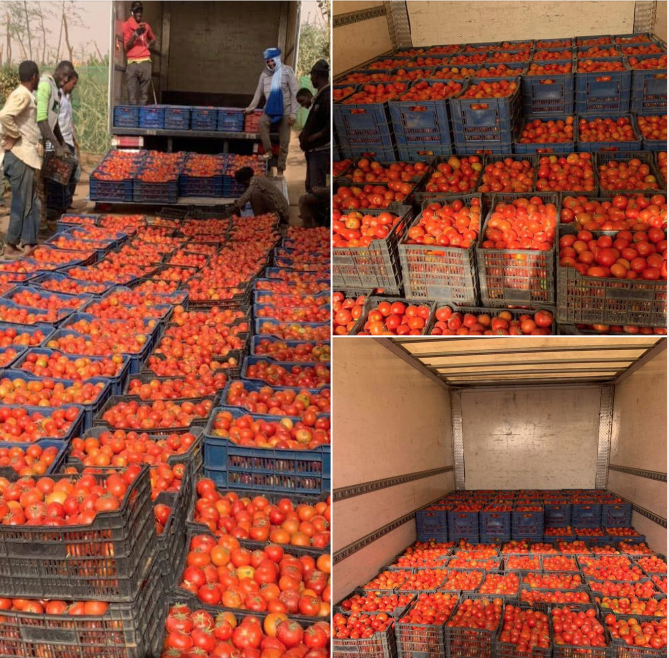 L'approvisionnement du marché de Nouakchott en tomates de qualité va bon train, avec la SMCF ...