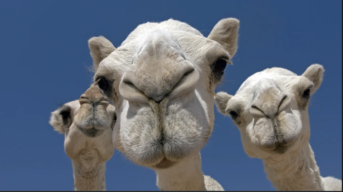 Mauritanie : face à la recrudescence de la fièvre hémorragique lancement d’une campagne de vaccination du cheptel