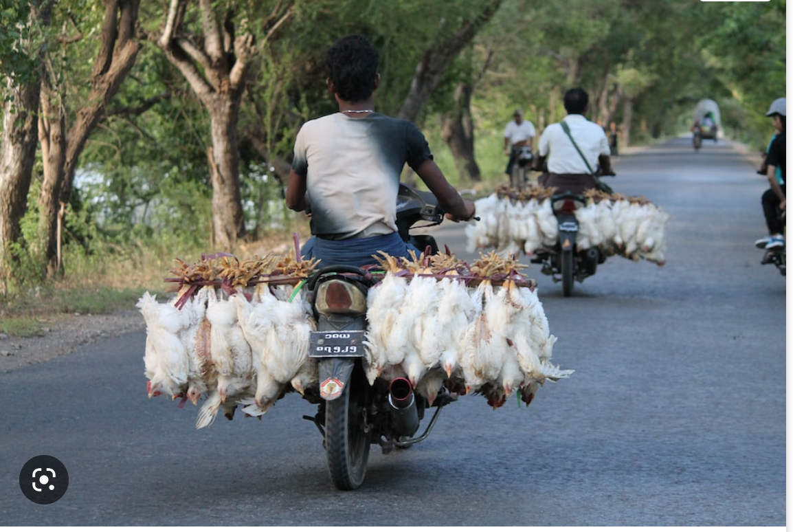 La recrudescence des opérations de contrebande de poulets de Nouadhibou à Nouakchott coûte des milliards au Trésor public