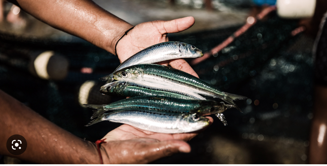 Nouadhibou : Ouverture de 15 points de vente de poisson subventionné