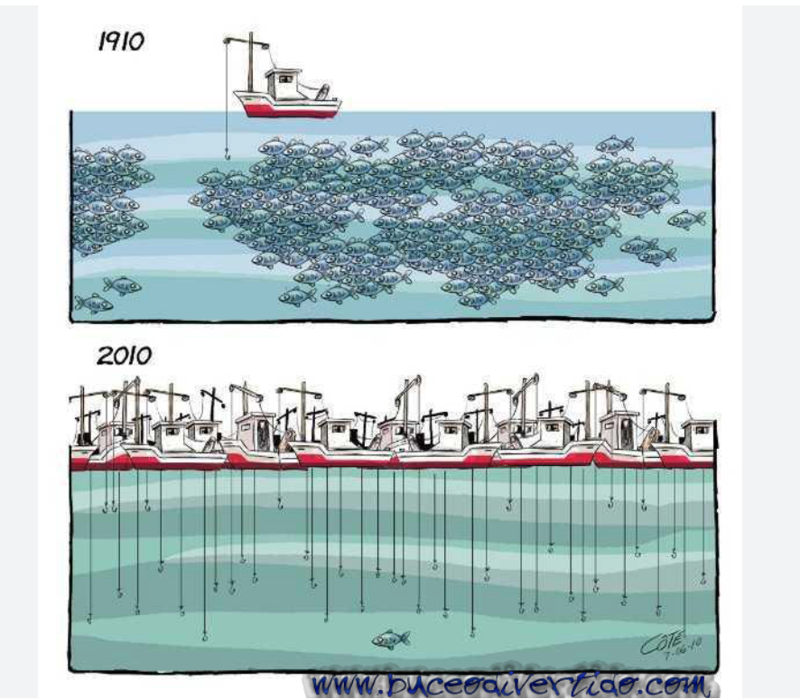 La sardinelle interdite de pêche par le gouvernement mauritanien