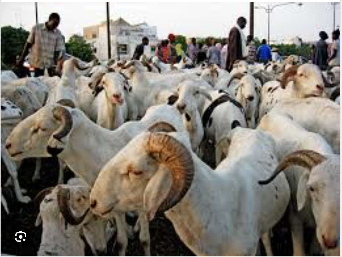 Autosuffisance en moutons : Le Sénégal et la Mauritanie scellent un partenariat stratégique