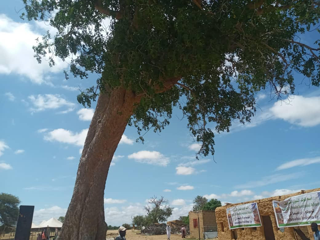 Brakna/Loboudou : L’ADC SALAYEL lance un nouveau programme de régénération du celtis Brakna/Loboudou : L’ADC SALAYEL lance un nouveau programme de régénération du celtis