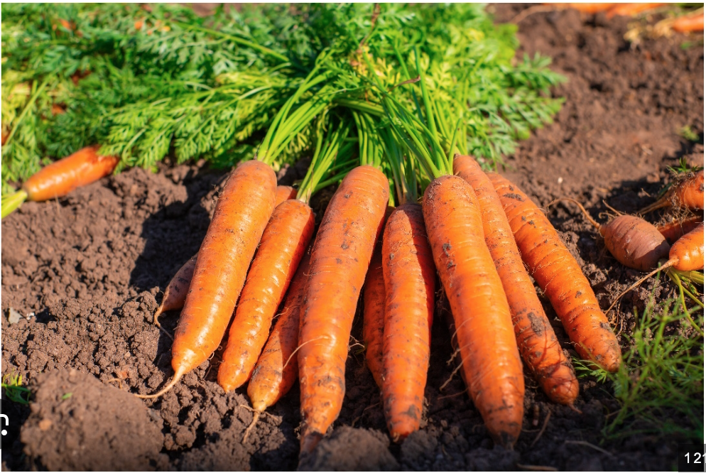 Destruction de 27 tonnes de carottes avariées dans la banlieue de Nouadhibou