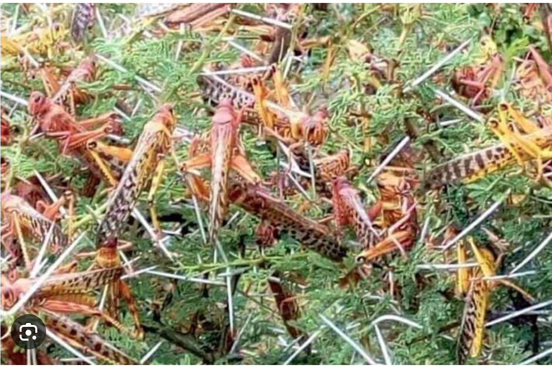 Le ministre de l’Agriculture : La situation actuelle du criquet pèlerin est sous contrôle