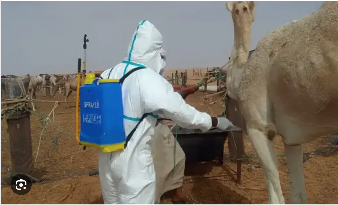 Mauritanie : le nombre de foyers de fièvre de la vallée du Rift en augmentation