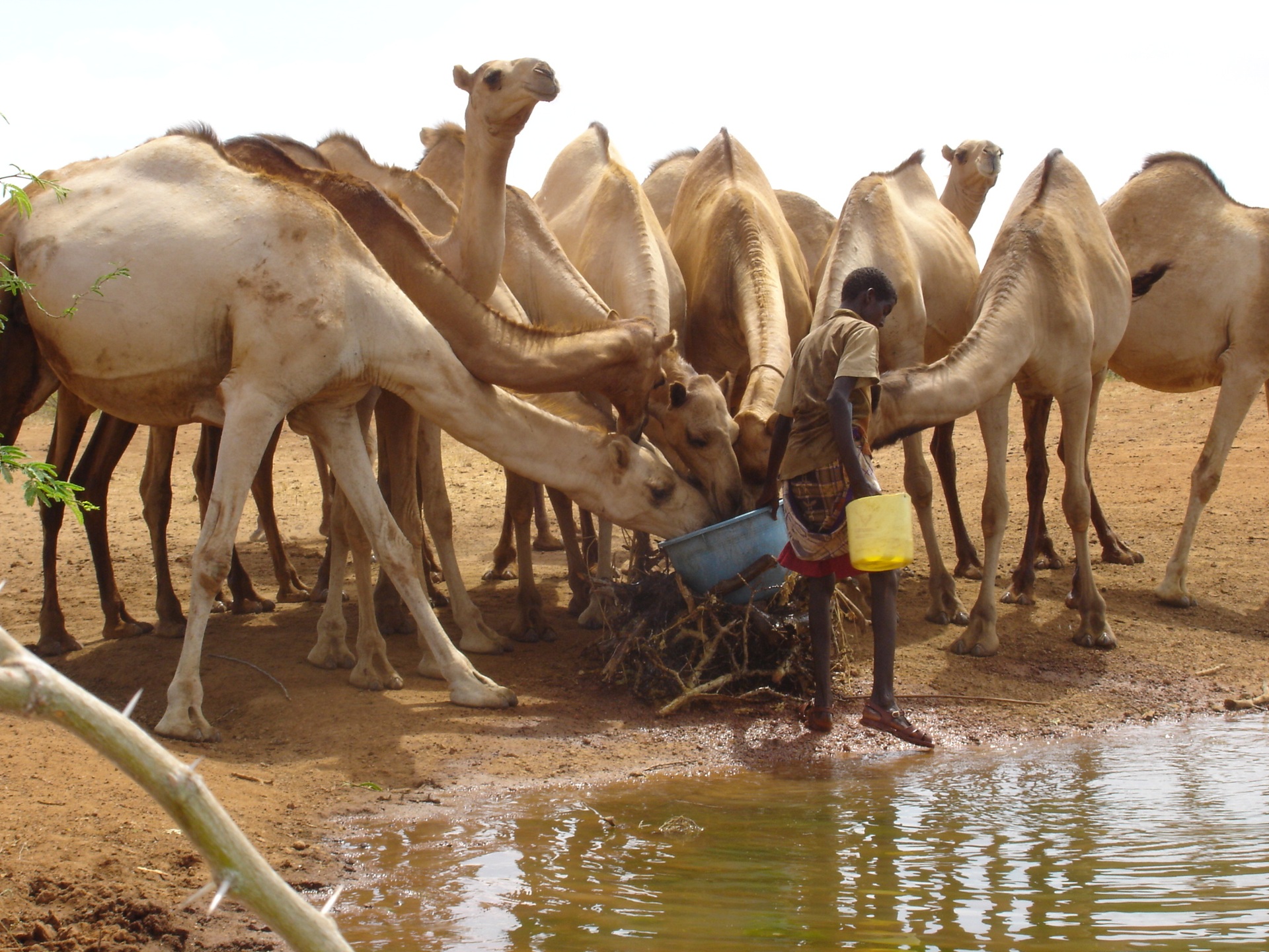 Fièvre de la vallée du Rift : soutien technique de la FAO à la Mauritanie Fièvre de la vallée du Rift : soutien technique de la FAO à la Mauritanie