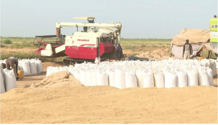 La récolte du riz se poursuit dans la wilaya du Trarza, avec des perspectives prometteuses