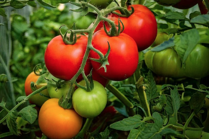 Hausse des prix de tomates : saisie de 4,7 du produit objet de spéculation dans la moughata d’El Mina