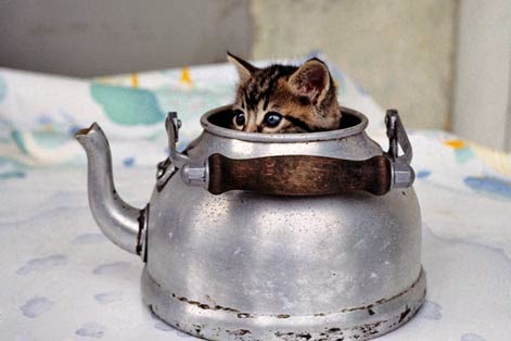 L'armée de Birame : 20 personnes, 200 claviers et un ambassadeur... L'armée de Birame : 20 personnes, 200 claviers et un ambassadeur...