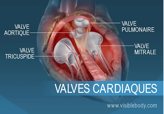 Nouakchott accueille la première édition du forum sur les maladies des valves cardiaques