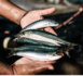 Nouadhibou : Ouverture de 15 points de vente de poisson subventionné