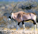 Le Parc National d’Awleigatt reçoit 29 têtes d’Oryx Abu Adas