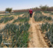 Plaidoyer pour une Mauritanie qui nourrit la Mauritanie