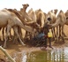 Fièvre de la vallée du Rift : soutien technique de la FAO à la Mauritanie Fièvre de la vallée du Rift : soutien technique de la FAO à la Mauritanie