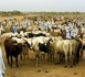 Le ministre de l’Élevage : « La véritable richesse de la wilaya du Hodh Charghi réside dans son potentiel agropastoral » Le ministre de l’Élevage : « La véritable richesse de la wilaya du Hodh Charghi réside dans son potentiel agropastoral »