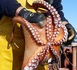 Mauritanie : l’arrêt biologique de la pêche au poulpe prolongé jusqu’au 15 juillet prochain