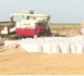 La récolte du riz se poursuit dans la wilaya du Trarza, avec des perspectives prometteuses