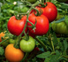 Hausse des prix de tomates : saisie de 4,7 du produit objet de spéculation dans la moughata d’El Mina