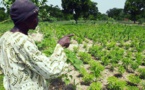 Le CILSS la CEDEAO satisfaits de leur production agricole