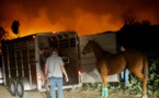 En Californie, la folle course des purs sangs contre les flammes