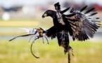 La police néerlandaise "licencie" des aigles dressés pour capturer des drones