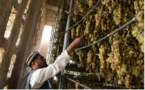Les raisins d'Afghanistan, d'or et de poussières
