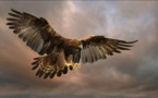 L'Albanie perd son aigle