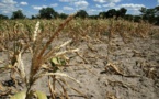 Mauritanie: l’inquiétude des agriculteurs face à la grave sécheresse Mauritanie: l’inquiétude des agriculteurs face à la grave sécheresse